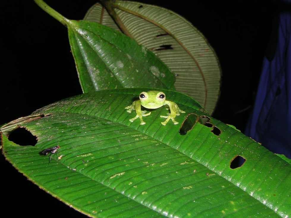 Ecuador frog